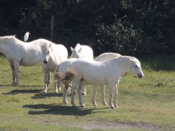 Ponies at 360 mm zoom. Check out the Egret....