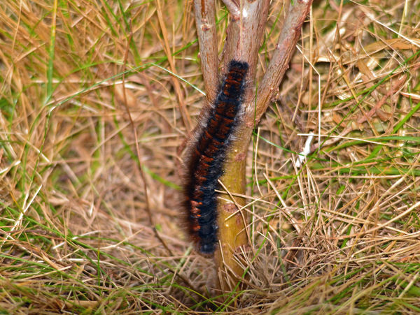 Fox moth caterpillar (about 3" in length)...