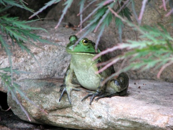 Mr. Frog...