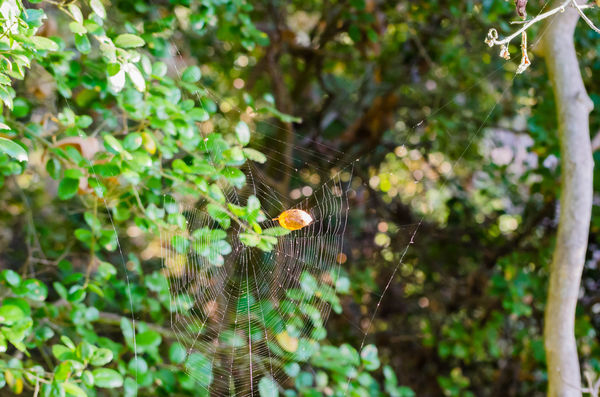 Orb web and small leaf - Lopez Canyon Medium Crop...