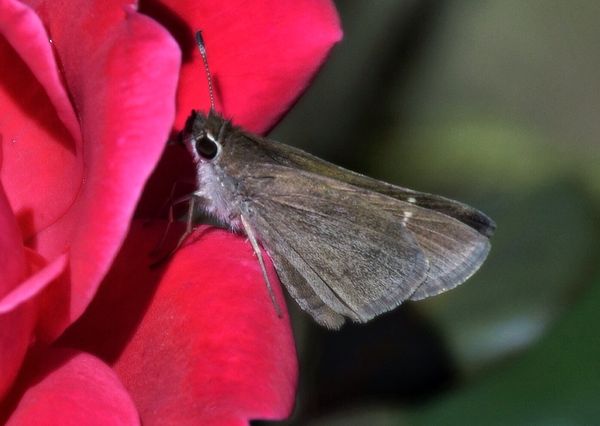 Cute little moth on a Red Rose...