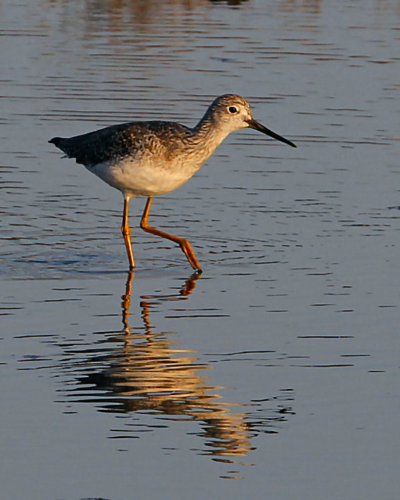 Another Wader...