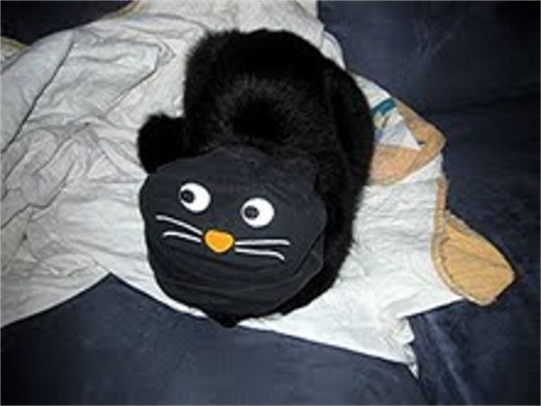 Shakey as a Black Cat...