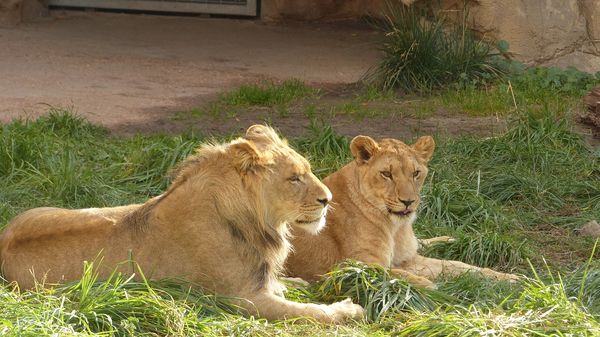 New lions at Denver Zoo...