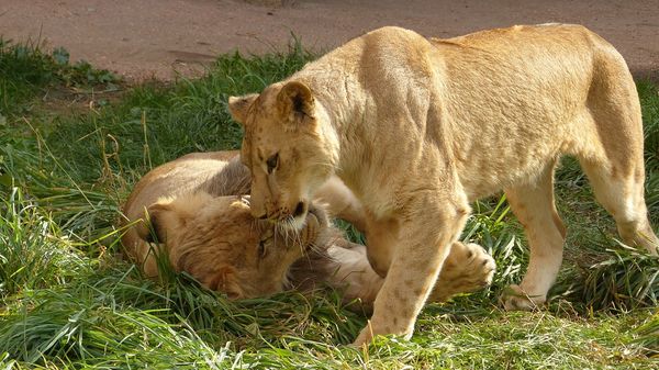 Lions wrestling...