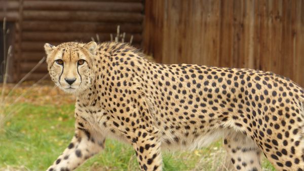 Cheetah glance...