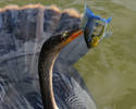 ANHINGA FISHING - On a photo walk in Lakes Park in...