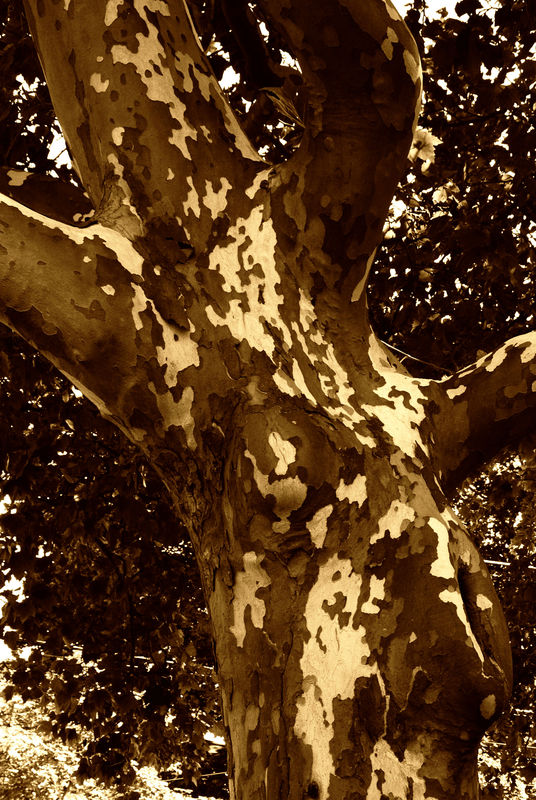 Spying Sycamore-2...