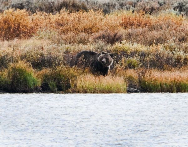 Here is the Grizzly bear across Swan Lake...