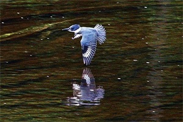 a Belted Kingfisher...
