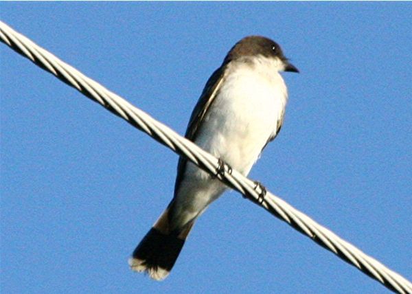 a Kingbird on a wire...