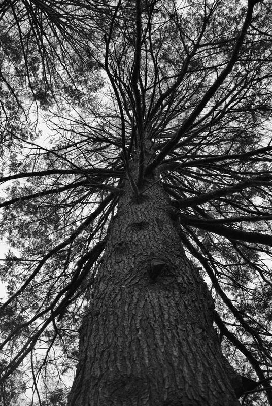 100 yr old Pine...