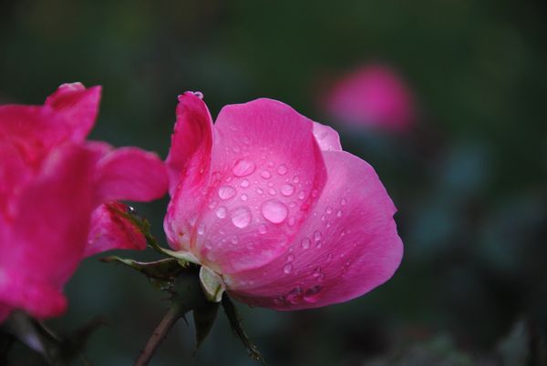 Spring Grove Rose...