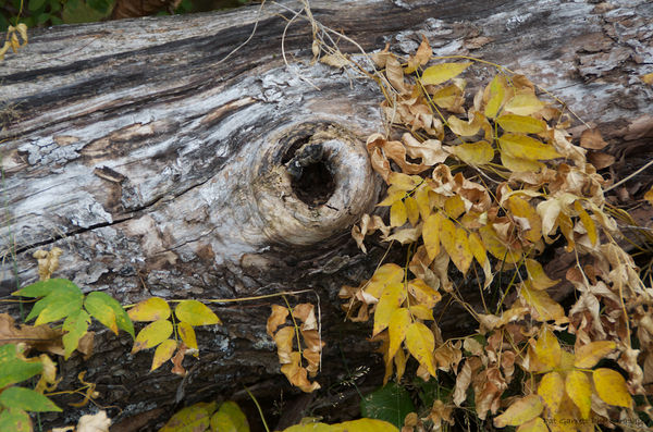 A Tree knot from today's walk...
