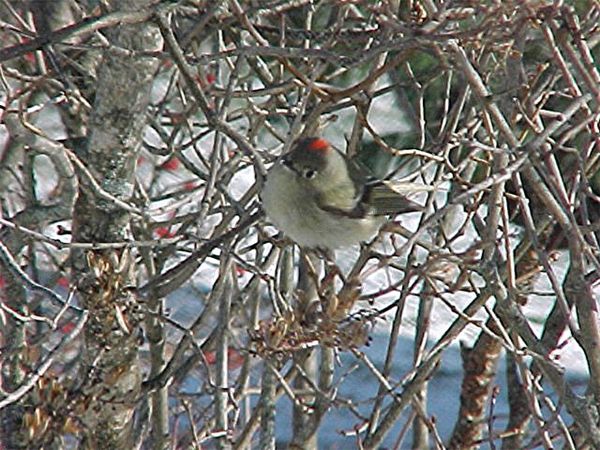 This Kinglet has a raised red, or ruby coloured cr...