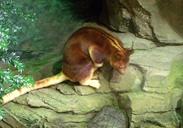 Tree kangaroo,Cleveland zoo...