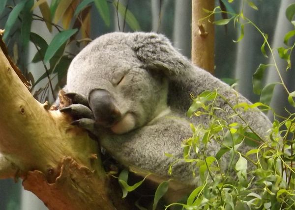 koala snoozing...