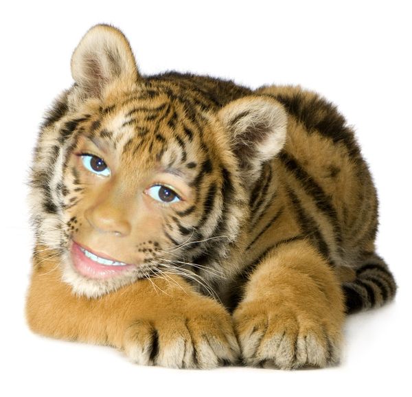I also found a tiger called "Kimberly"...