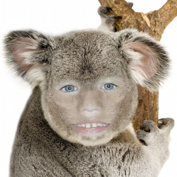 This "Koala" is called Chance...