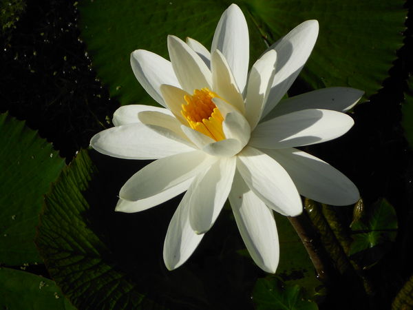 White Water Lily...