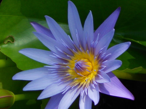 purple water lily...