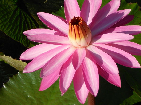 Pink water lily...