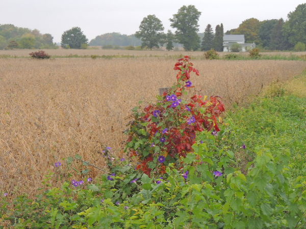 Flowers next to road of a bean field...