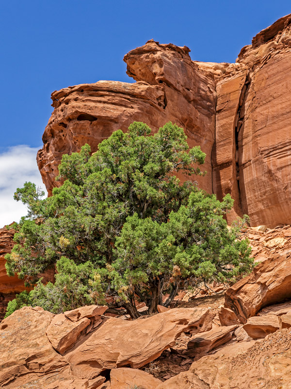 Bush Amid Red Shale, Capitol Reef NP...