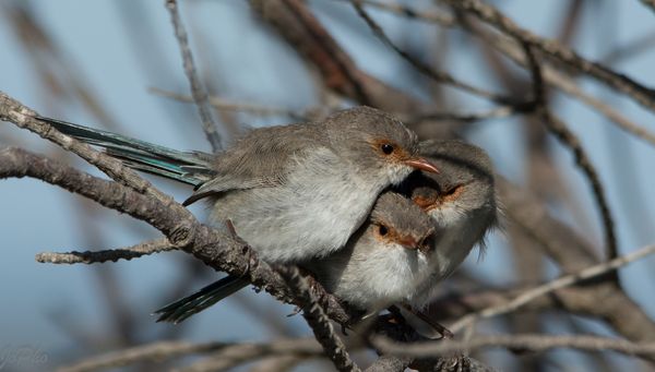 These are young BF wrens..they were jousling for c...