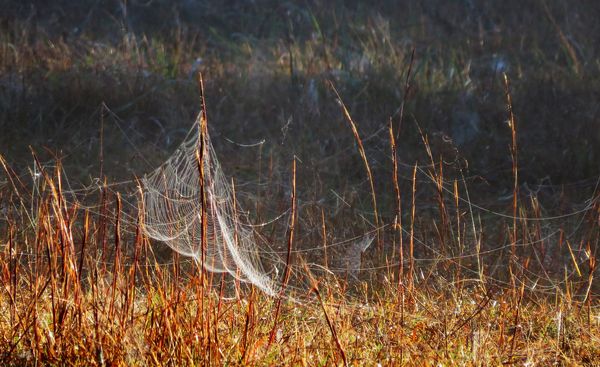Spiderwebs in the pasture...