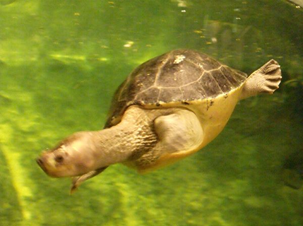 Underwater swimming turtle,Cleveland zoo...