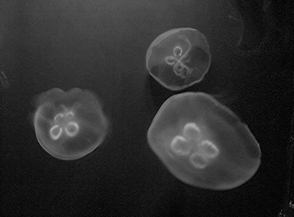 Underwater jellyfish,Cleveland zoo...