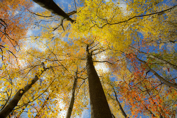 Fall colors in Seneca Park, Maryland...
