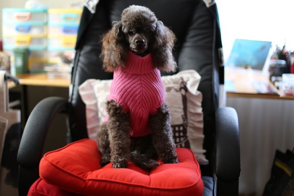 Decked out in her designer woolly jumper....