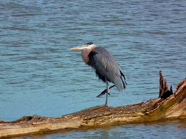 great blue heron...