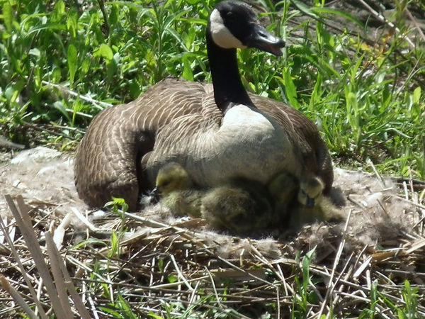 Canadian Goose/with newborn...