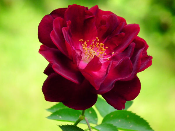 " rose in full bloom "...