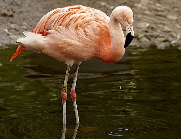 Chilean Flamingo...