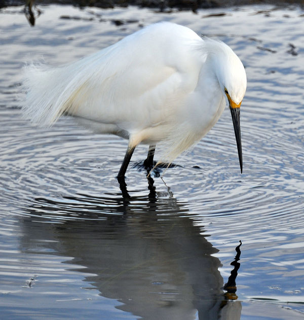 Snowy Egret Contemplating His Own Refection...