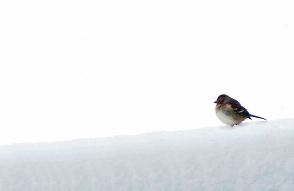 sparrow in the snow...