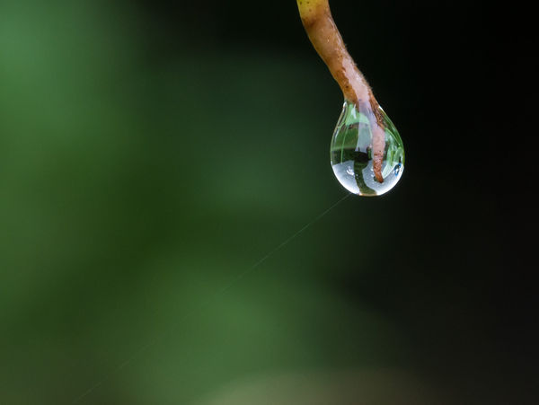 A Single Spider Web Attached to a Droplet...