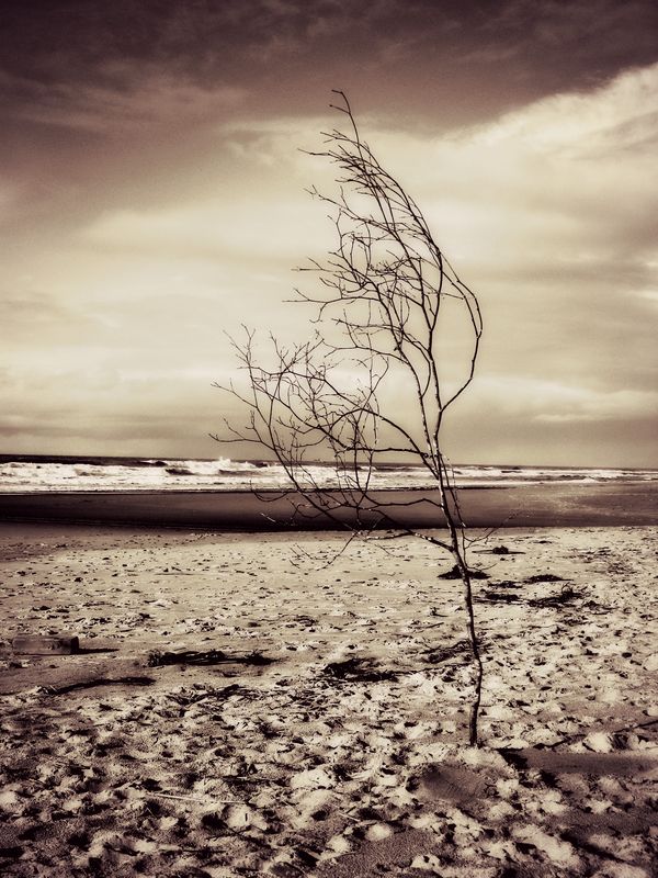 Do trees really grow on sandy beaches?...