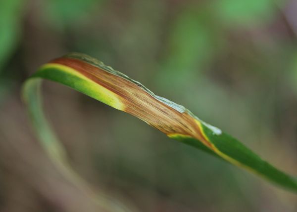 leaf of grass...