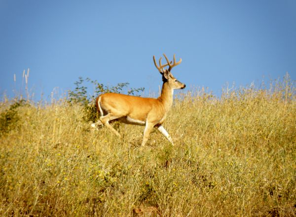 Magestic white tail deer...