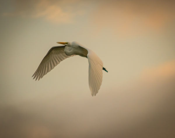 Egret at sunset...