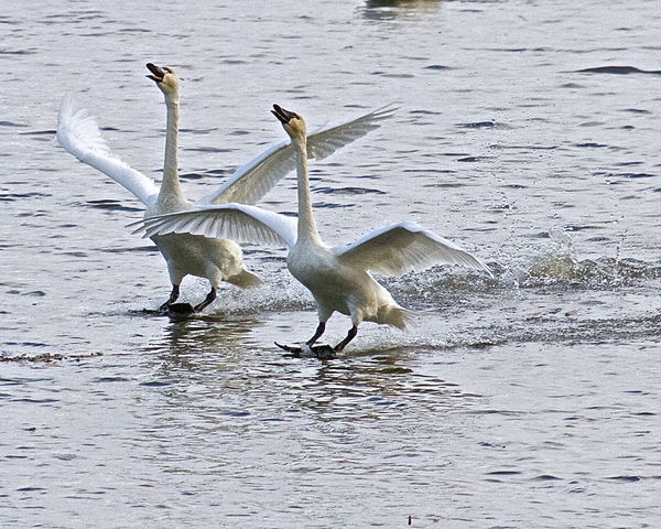 Barefooting Tundra Swans...