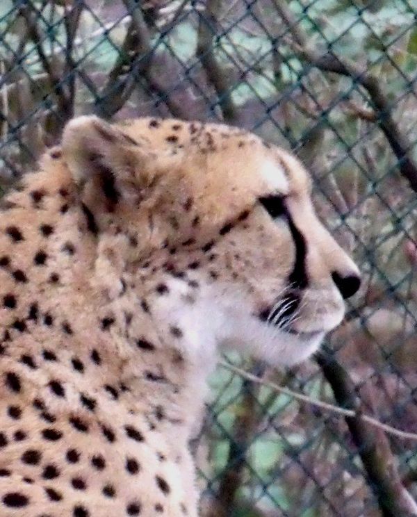Cheetah, Cleveland's zoo...