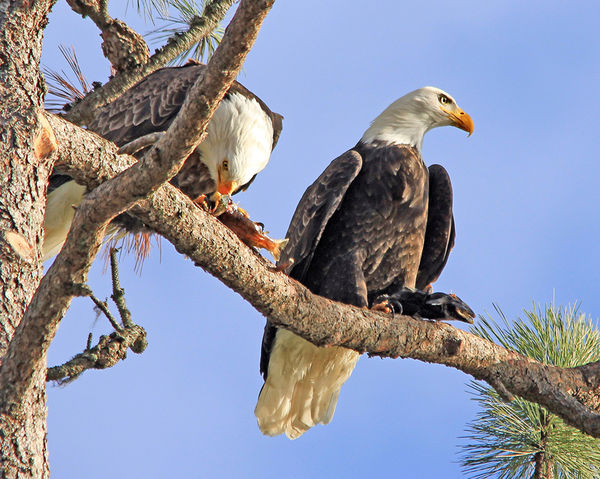 Unusual to see a pair of Eagles together feeding o...