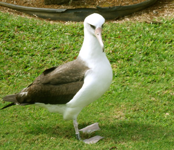 Albatross in Hawaii...
