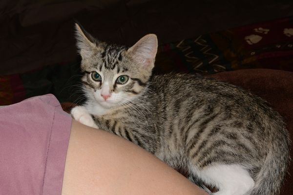Tiger Lilly  (Lilly for short)  2 months old...
